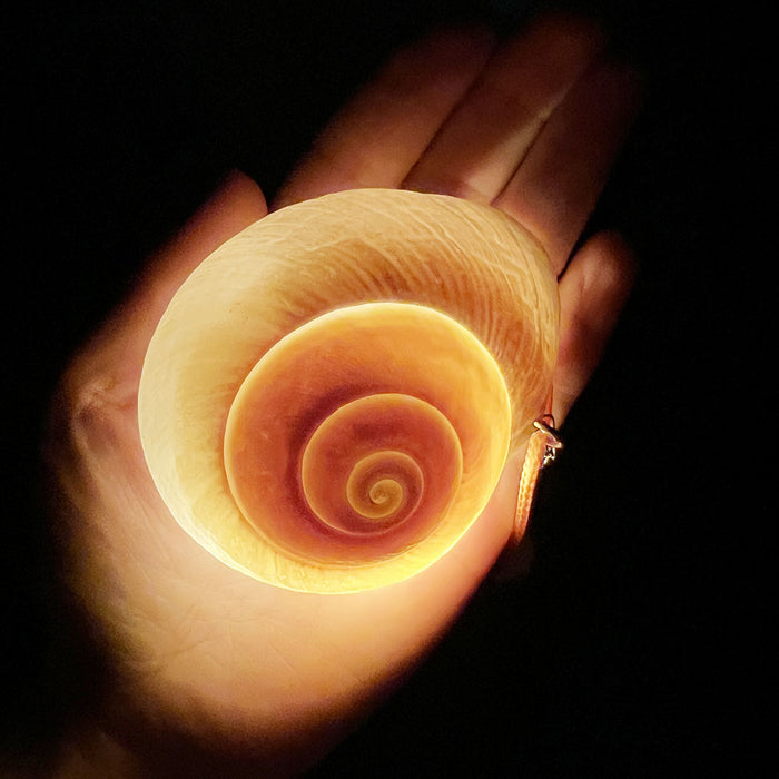 Wholesale Hot Selling Natural Conch Shell Wax Rope Luminous Stainless Steel Necklace Bohemian Style