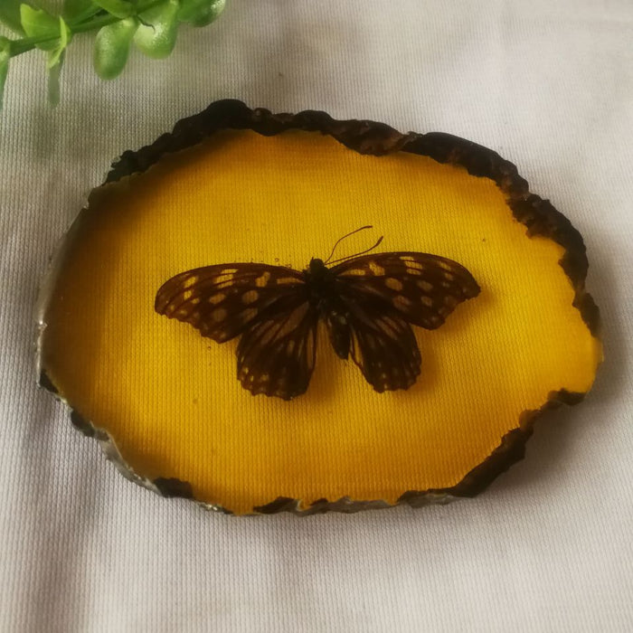 Wholesale Insect Specimen Amber Butterfly MOQ≥2 JDC-IS-DingZe001
