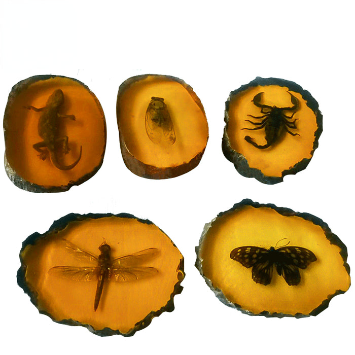 Muestra de insectos al por mayor Amber Butterfly MOQ≥2 JDC-IS-Dingze001
