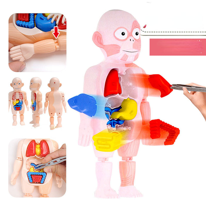 Educación de ciencias infantil al por mayor Modelo de órganos humanos Asamblea de bricolaje Jugues JDC-FT-Zhika001
