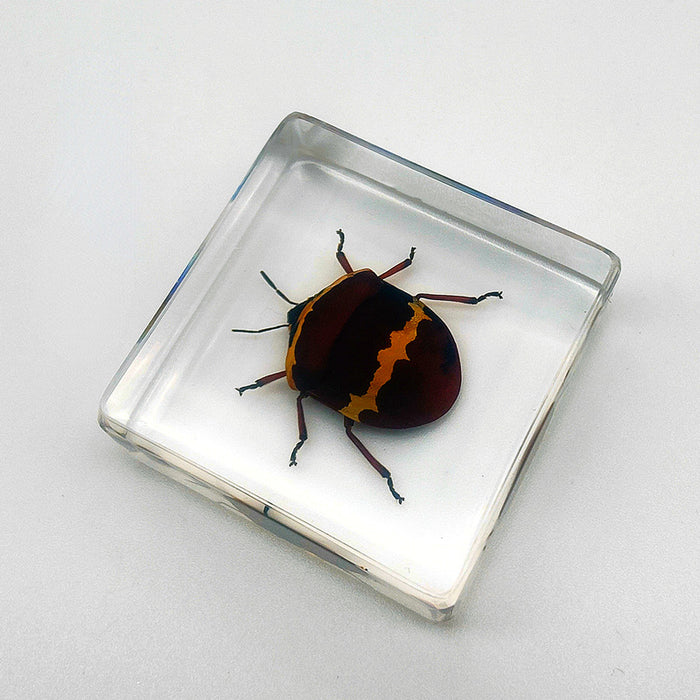 Wholesale Insect Specimen Resin Ornaments JDC-IS-YEQ001