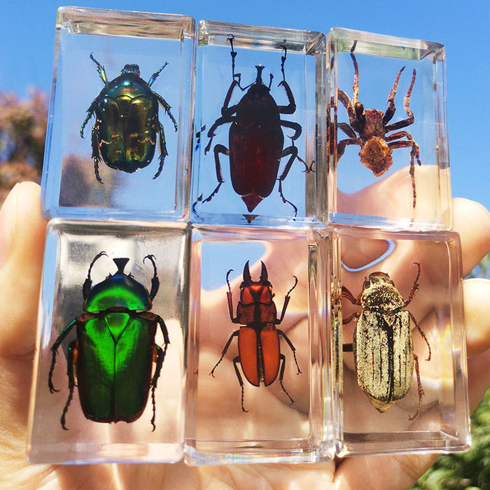 Wholesale Resin Real Insect Specimens MOQ≥5 JDC-IS-DongB002
