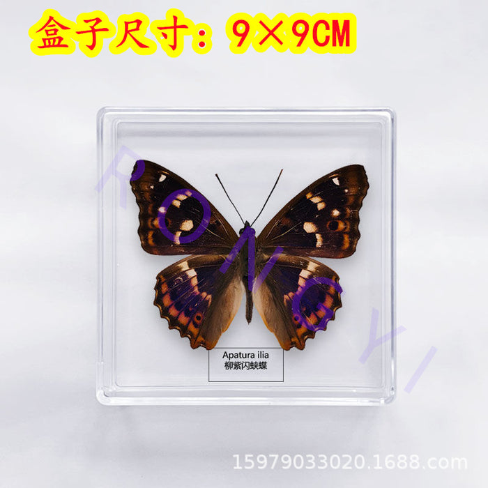 Wholesale Butterfly Specimen Acrylic Ornament JDC-IS-RongY001