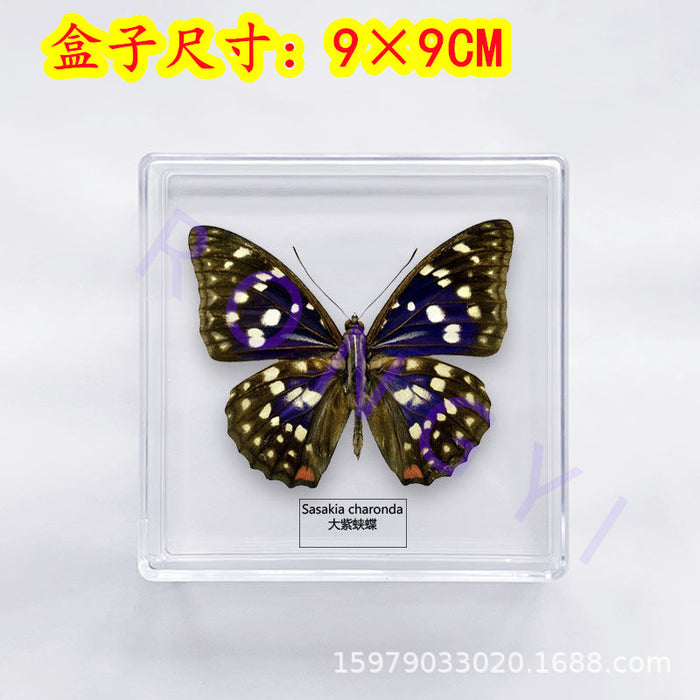 Wholesale Butterfly Specimen Acrylic Ornament JDC-IS-RongY001