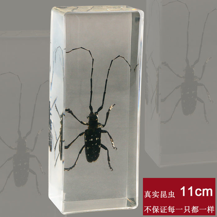 Wholesale Resin Real Insect Specimens MOQ≥2 JDC-IS-DongB004
