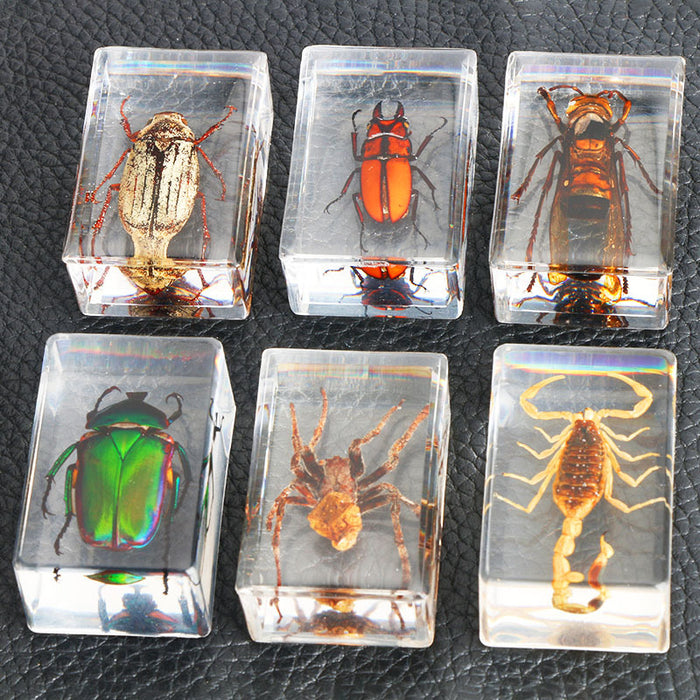 Wholesale Resin Real Insect Specimens MOQ≥5 JDC-IS-DongB002