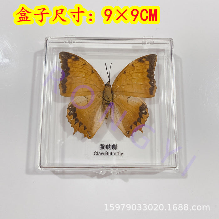 Ornamento acrílico de la muestra de mariposa al por mayor jdc-is-rongy001