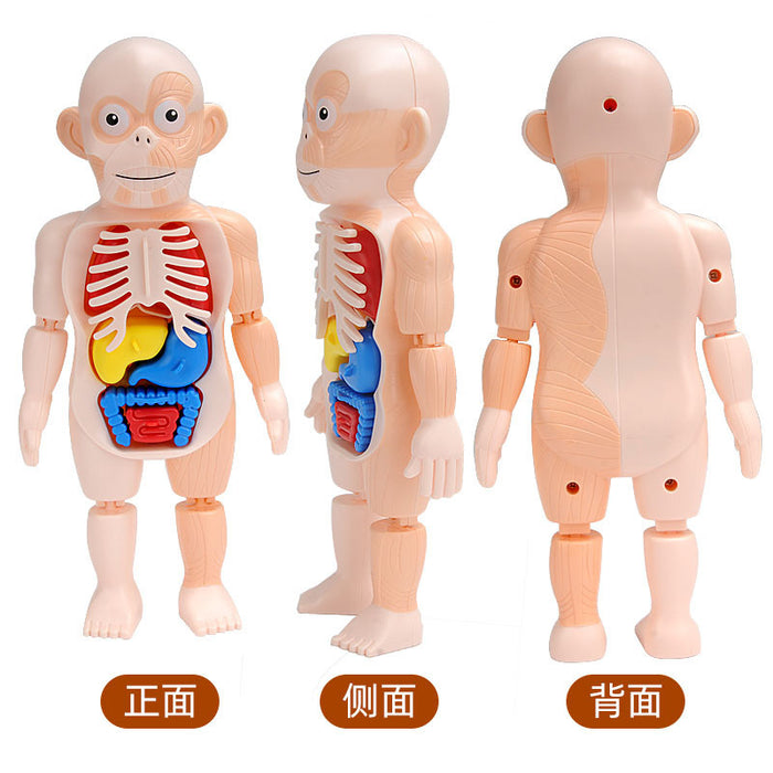 Wholesale Children's Science Education Human Organ Model DIY Assembly Toys JDC-FT-ZhiKa001