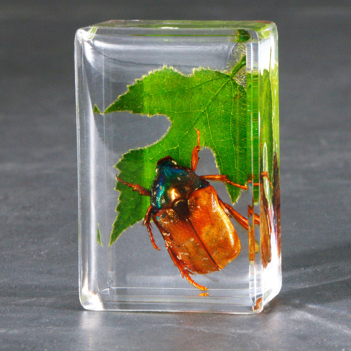 Resina transparente transparente al por mayor muestras de insectos de hoja verde moq≥5 jdc-is-dongb006