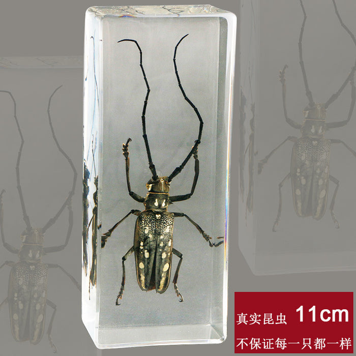Resina al por mayor muestras de insectos reales MOQ≥2 JDC-IS-DONGB004