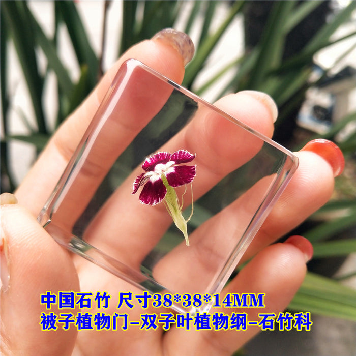 Wholesale Insect Specimen Resin Ornaments JDC-IS-YEQ003