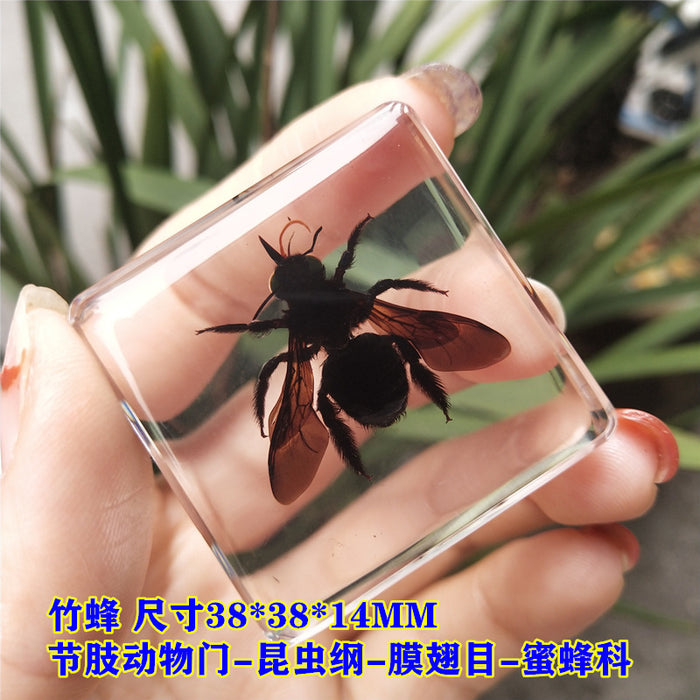 Wholesale Insect Specimen Resin Ornaments JDC-IS-YEQ002
