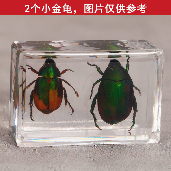 Resina transparente transparente al por mayor Muestra de insectos MOQ≥3 JDC-IS-DONGB005