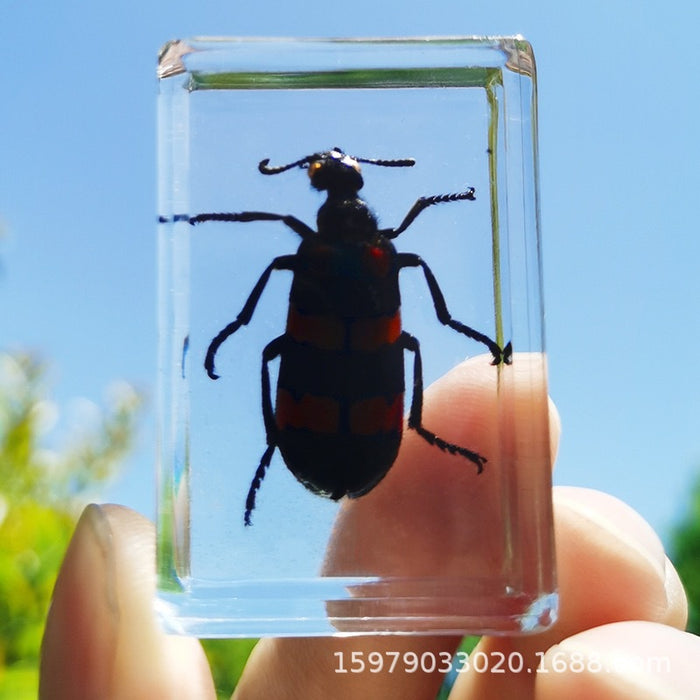 Wholesale Insect Specimen Crystal Glue Ornament MOQ≥2 JDC-IS-RongY002