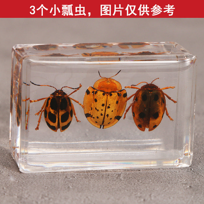 Wholesale Transparent Resin Real Insect Specimen MOQ≥3 JDC-IS-DongB005