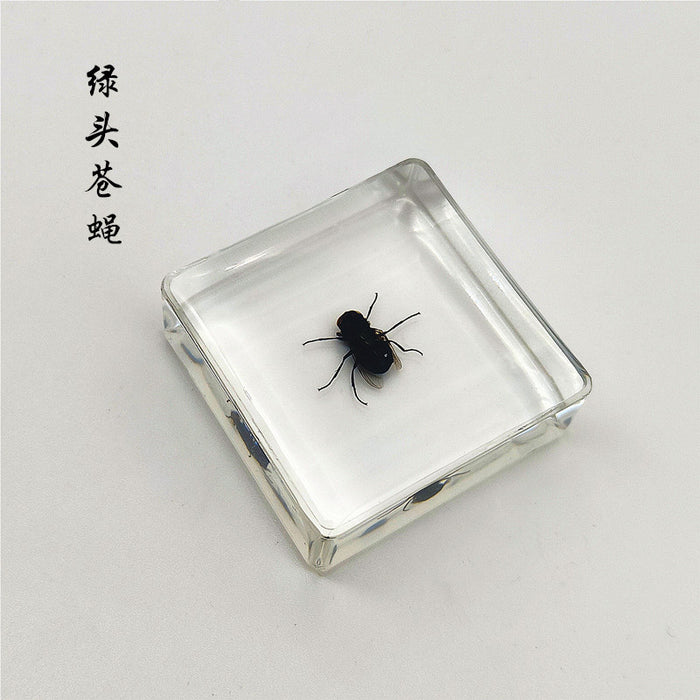 Adornos de resina de muestras de insectos al por mayor JDC-IS-YEQ001