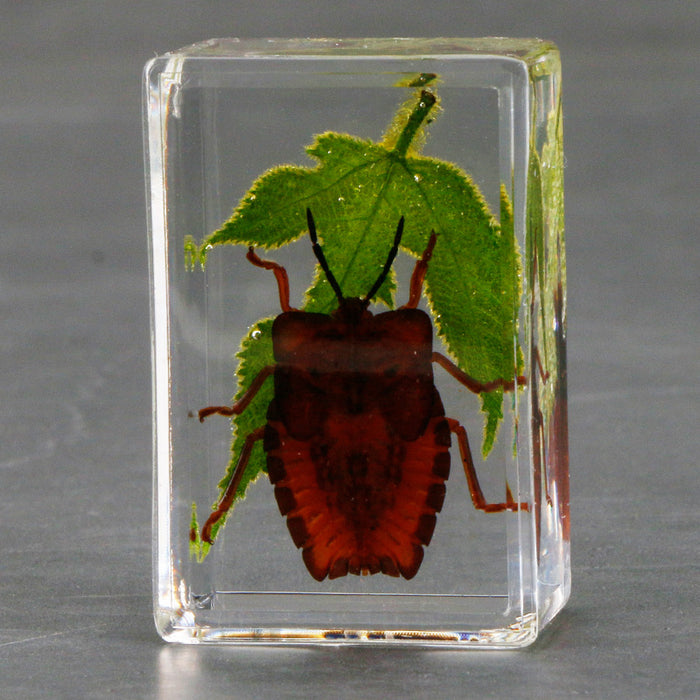 Wholesale Transparent Resin Real Green Leaf Insect Specimens MOQ≥5 JDC-IS-DongB006