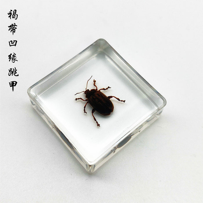 Wholesale Insect Specimen Resin Ornaments JDC-IS-YEQ005