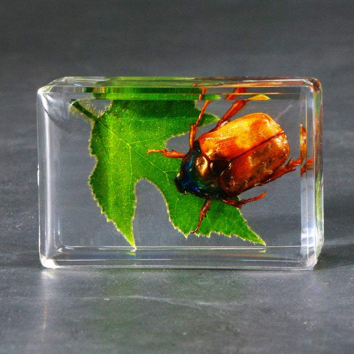 Resina transparente transparente al por mayor muestras de insectos de hoja verde moq≥5 jdc-is-dongb006