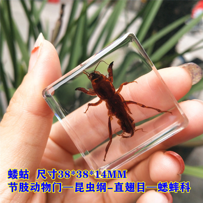 Adornos de resina de muestras de insectos al por mayor JDC-IS-YEQ005