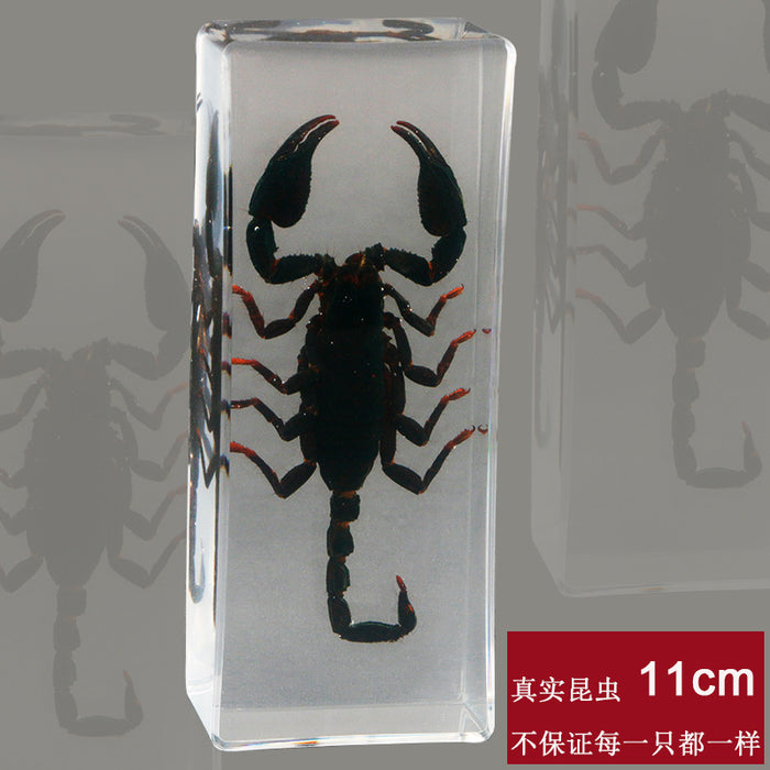 Wholesale Resin Real Insect Specimens MOQ≥2 JDC-IS-DongB004