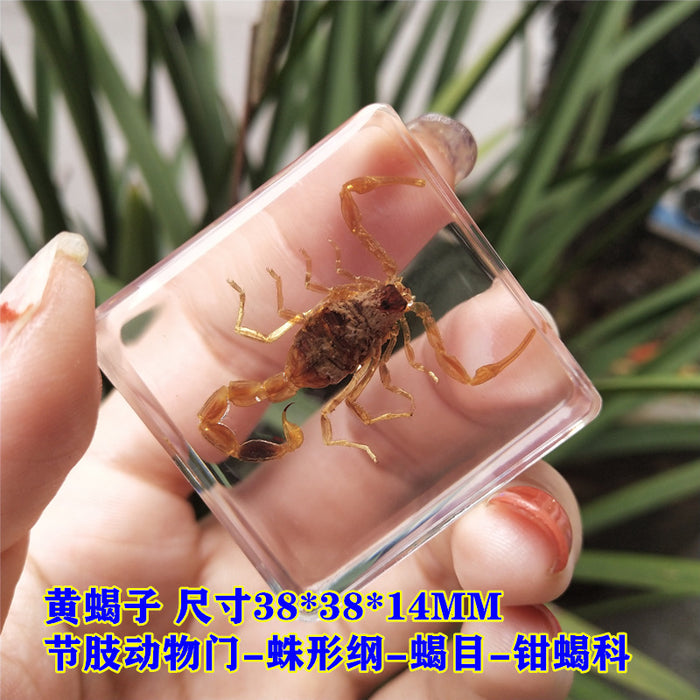 Adornos de resina de muestras de insectos al por mayor JDC-IS-YEQ006