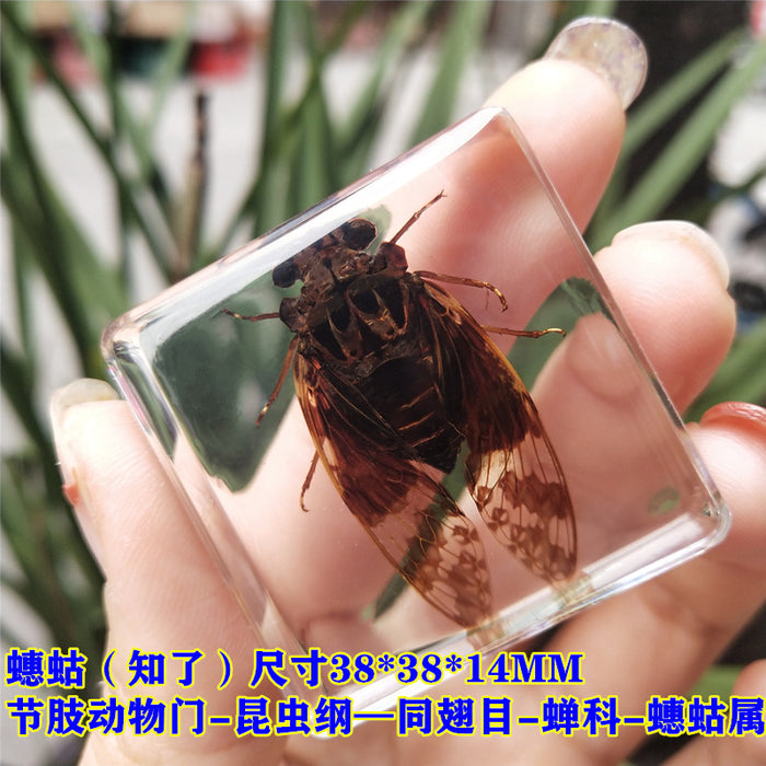 Wholesale Insect Specimen Resin Ornaments JDC-IS-YEQ006