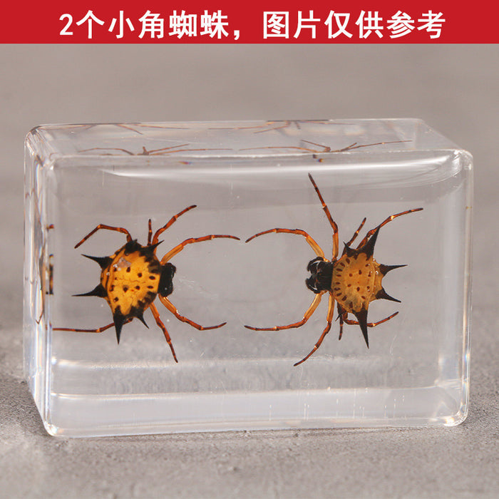 Wholesale Transparent Resin Real Insect Specimen MOQ≥3 JDC-IS-DongB005