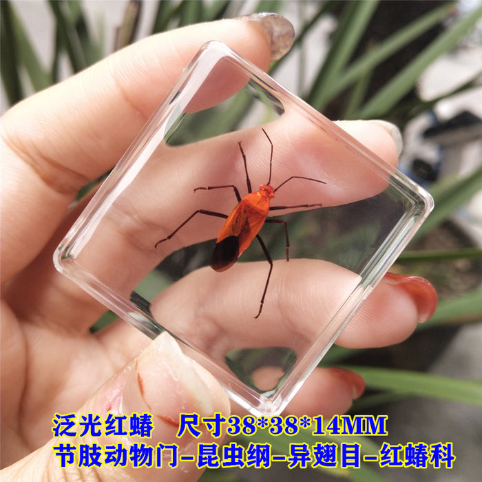 Wholesale Insect Specimen Resin Ornaments JDC-IS-YEQ005