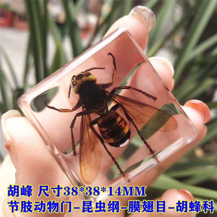 Adornos de resina de muestras de insectos al por mayor JDC-IS-YEQ001