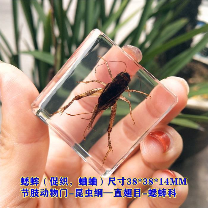 Wholesale Insect Specimen Resin Ornaments JDC-IS-YEQ001