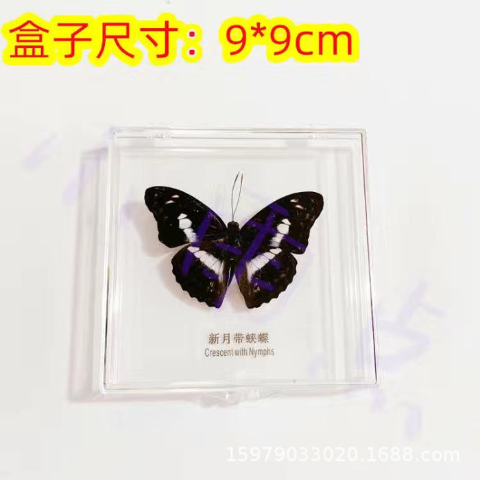 Ornamento acrílico de la muestra de mariposa al por mayor jdc-is-rongy001