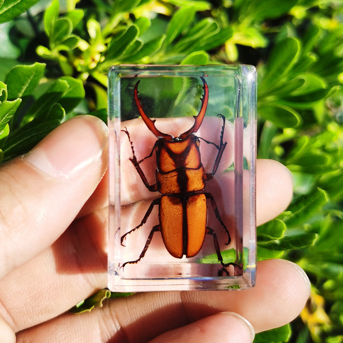 Wholesale Resin Real Insect Specimens MOQ≥5 JDC-IS-DongB001