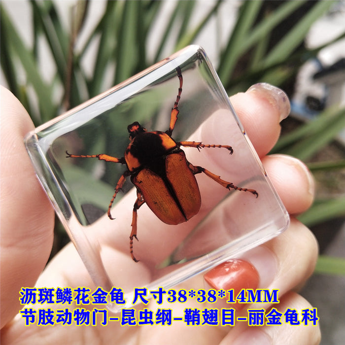 Wholesale Insect Specimen Resin Ornaments JDC-IS-YEQ002