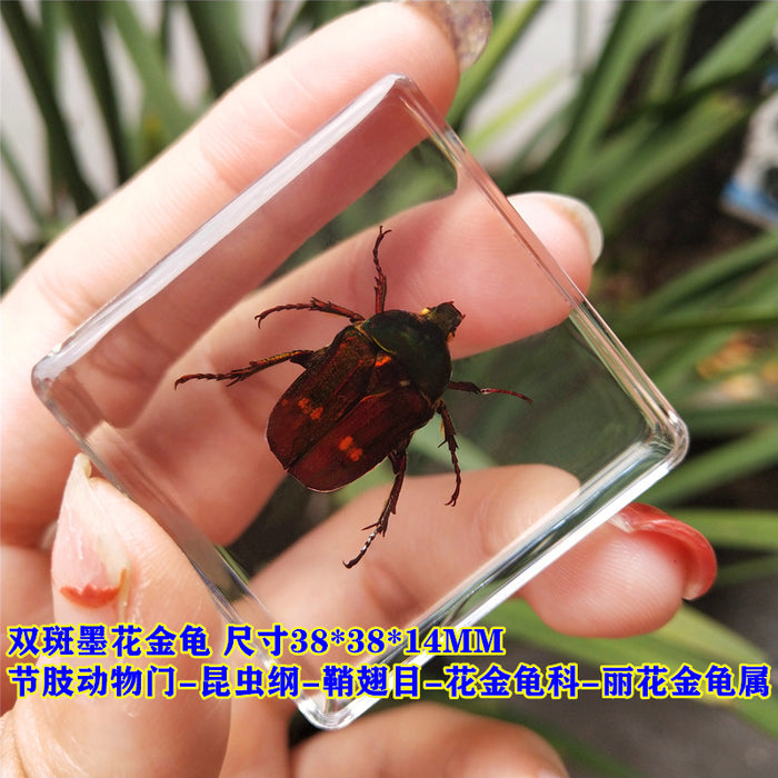 Adornos de resina de muestras de insectos al por mayor JDC-IS-YEQ006