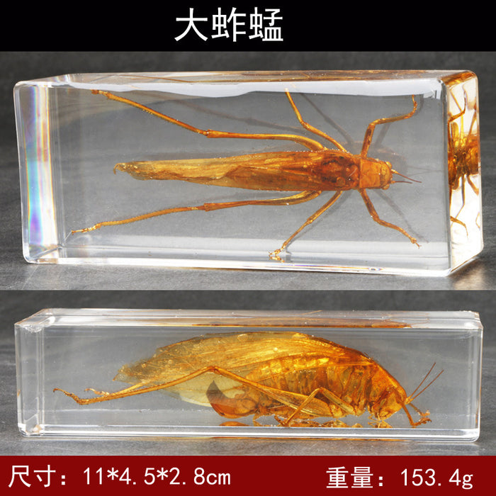 Resina al por mayor muestras de insectos reales MOQ≥2 JDC-IS-DONGB004