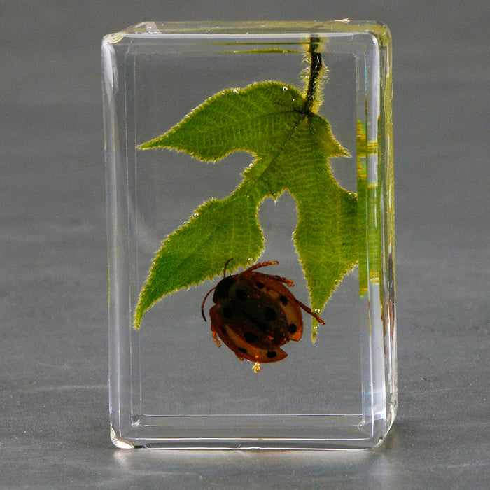 Wholesale Transparent Resin Real Green Leaf Insect Specimens MOQ≥5 JDC-IS-DongB006