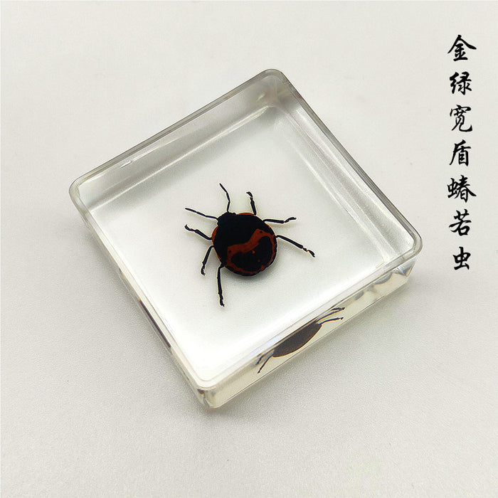 Wholesale Insect Specimen Resin Ornaments JDC-IS-YEQ006
