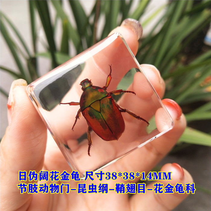 Wholesale Insect Specimen Resin Ornaments JDC-IS-YEQ004