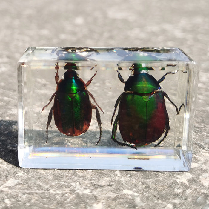 Resina transparente transparente al por mayor Muestra de insectos MOQ≥3 JDC-IS-DONGB005