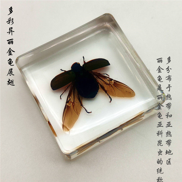 Adornos de resina de muestras de insectos al por mayor JDC-IS-YEQ005