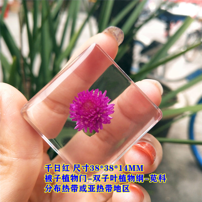 Wholesale Insect Specimen Resin Ornaments JDC-IS-YEQ003