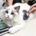 Wholesale Cat Comb Plastic Pet Grooming pack of 2 JDC-PG-WQ008 Pet Grooming 万奇 Wholesale Jewelry JoyasDeChina Joyas De China