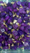 Wholesale Multicolor Crystal Rough Stone Phnom Penh Necklaces MOQ≥2 JDC-NE-Aof006 Necklaces 傲凡 06 minimum 2 pieces for wholesale Wholesale Jewelry JoyasDeChina Joyas De China